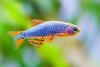 Celestichthys Margaritatus - Galaxy Rasbora, Dieren en Toebehoren, Vissen | Aquariumvissen, Zoetwatervis, Vis