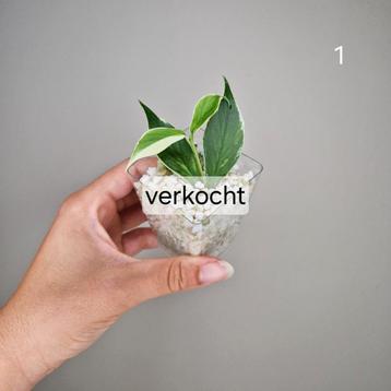 Hoya Polyneura Albo  beschikbaar voor biedingen