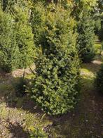 De mooiste volle Taxus Baccata bomen staan in Milheeze., Overige soorten, Lente, 100 tot 250 cm, Ophalen