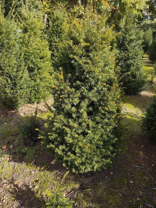 De mooiste volle Taxus Baccata bomen staan in Milheeze., Tuin en Terras, Planten | Bomen, Overige soorten, 100 tot 250 cm, Volle zon