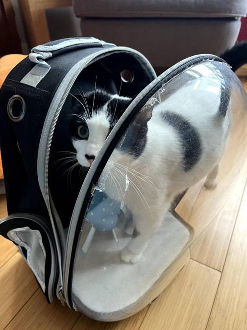 KittyBag, rugtas voor kat, Dieren en Toebehoren, Katten-accessoires, Zo goed als nieuw, Ophalen of Verzenden