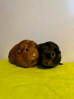 Cavia zeugjes ter adoptie, Dieren en Toebehoren, Knaagdieren, Augustus, Vrouwelijk, Cavia