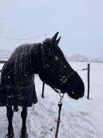 Lieve en eigenwijze Barock Pinto merrie, Dieren en Toebehoren, Merrie, Minder dan 160 cm, Gechipt, L