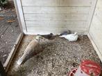 Tortelduiven , wit-grijs, wit en bruim, Dieren en Toebehoren, Pluimvee, Meerdere dieren, Overige soorten