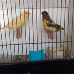Kanaries, Dieren en Toebehoren, Vogels | Kanaries, Meerdere dieren, Kleurkanarie