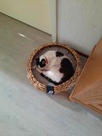 Gezocht kater tussen een en 5jaar, Dieren en Toebehoren, Katten en Kittens | Overige Katten, Kater