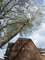 Boomverzorging regio Zuid-Limburg, Garantie, Tuinonderhoud of Snoeiwerk