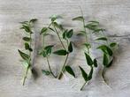 Hoya Bella stekjes 5x, Overige soorten, Minder dan 100 cm, Bloeiende kamerplant, Halfschaduw