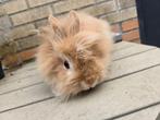 Volwassen Teddy dwerg ram 2024, Dieren en Toebehoren, Konijnen, Mannelijk, Dwerg, 0 tot 2 jaar