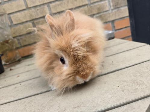 Volwassen Teddy dwerg ram 2024, Dieren en Toebehoren, Konijnen, Dwerg, Mannelijk, 0 tot 2 jaar