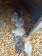 Zijdehoen kuikens, Dieren en Toebehoren, Pluimvee, Meerdere dieren, Kip
