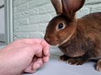 Rex konijn rammetje, Dieren en Toebehoren, Mannelijk, 0 tot 2 jaar