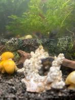 Gele appelslakken, Dieren en Toebehoren, Vissen | Aquariumvissen, Slak of Weekdier