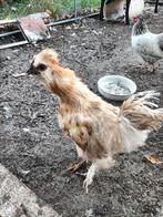 Zijdehoen kuiken, Dieren en Toebehoren, Pluimvee, Geslacht onbekend, Kip