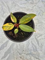 Philodendron Strawberry Shake, Overige soorten, In pot, Minder dan 100 cm, Groene kamerplant