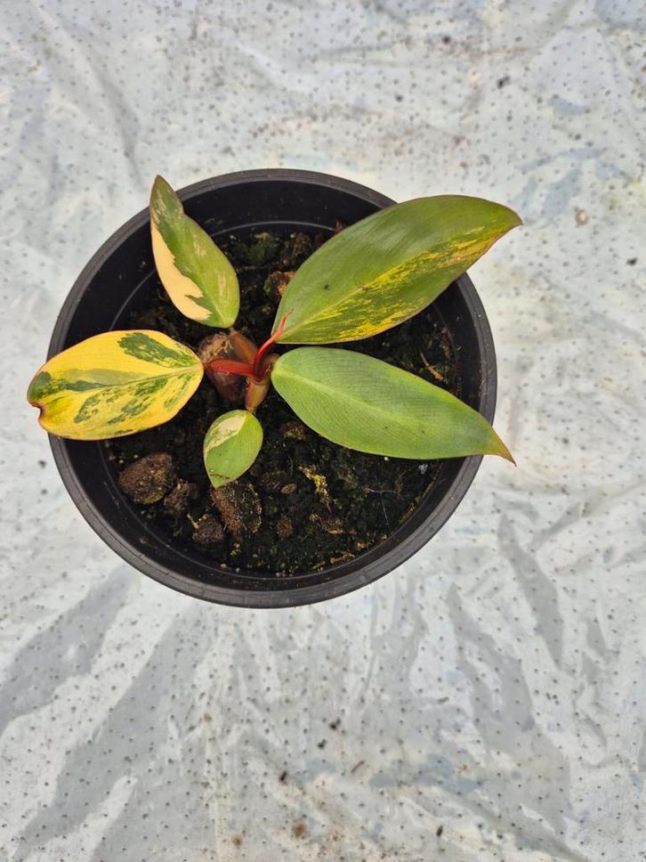 Philodendron Strawberry Shake, Huis en Inrichting, Kamerplanten, Overige soorten, Minder dan 100 cm, Groene kamerplant, Halfschaduw