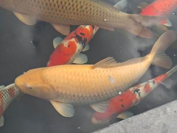 Yellow Karashigoi beschikbaar voor biedingen