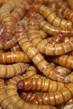 meelworm, pinky's, krekels, fruitvlieg etc evt per post, Meerdere dieren