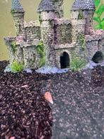 Jonge Helena slakken (slak etende slak), Dieren en Toebehoren, Vissen | Aquariumvissen, Slak of Weekdier