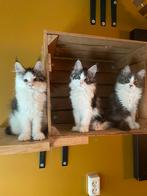 Maine coon kittens, Dieren en Toebehoren, Meerdere dieren, Gechipt, 0 tot 2 jaar