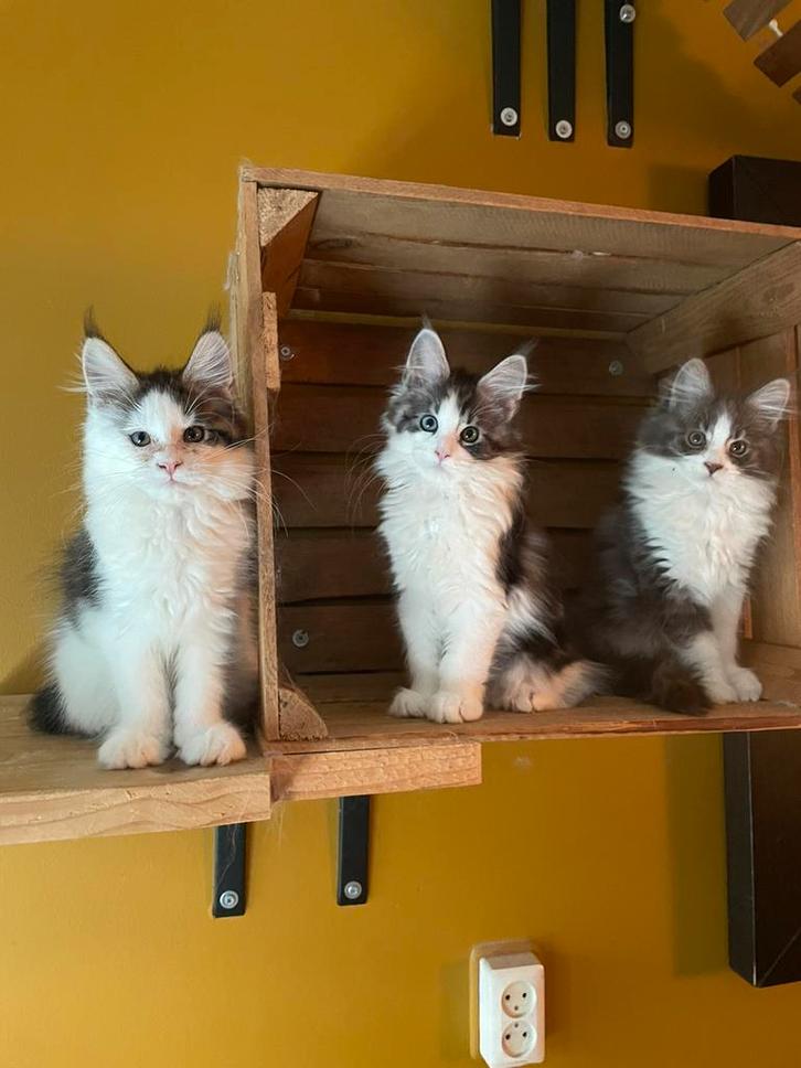 Maine coon kittens, Dieren en Toebehoren, Katten en Kittens | Raskatten | Langhaar, Meerdere dieren, 0 tot 2 jaar, Gechipt, Ontwormd