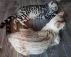 1 Zilver en 1 Snow seal Lynx Bengaal katertje kitten F5, Dieren en Toebehoren, Katten en Kittens | Raskatten | Korthaar, Kater