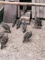 Te koop chukar patrijzen, Dieren en Toebehoren, Pluimvee, Meerdere dieren, Overige soorten