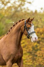 Super knappe welsh sectie B merrie 1.35m, Dieren en Toebehoren, Merrie, 3 tot 6 jaar