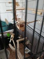 Kooi en 5 kanaries  en toebehoren, Meerdere dieren
