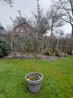 Olijfboom, Bloeit niet, 100 tot 250 cm, Olijfboom, Ophalen