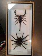 Opgezette vogelspin en kreeft, Dieren en Toebehoren, Overige soorten