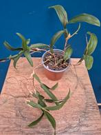 Orchidee Coelogyne fimbriata p9, Huis en Inrichting, Kamerplanten, Ophalen of Verzenden, Halfschaduw, Minder dan 100 cm