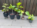 Kiwi en 4 vijgenstekjes, Ophalen, Zomer, Volle zon