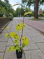 Persicaria filformis, duizendknoop, Ophalen, Overige soorten, Halfschaduw