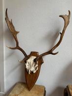 Gewei Damhert 70x57x35 cm, Ophalen, Zo goed als nieuw, Hert, Gewei of Kop