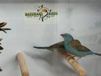 Blauwkop blauwfazantjes - uraeginthus cyanocephalus, Dieren en Toebehoren, Vogels | Overige Vogels, Meerdere dieren, Tropenvogel