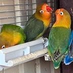 Hele lieve piepjonge fischeries agapornissen dwergpapegaaien, Dieren en Toebehoren, Vogels | Parkieten en Papegaaien, Geslacht onbekend