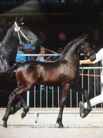 Fries hengstveulen te koop, Minder dan 160 cm, Niet van toepassing, Dressuurpaard, 0 tot 2 jaar