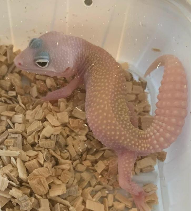 Luipaard Gekko Blizzard male 28 gram
