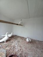 3 bonte tortelduifjes, Dieren en Toebehoren, Vogels | Overige Vogels, Meerdere dieren