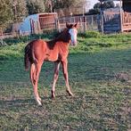 paint merrie sorrel solid met paint veulen APHA, Dieren en Toebehoren, Paarden, Merrie, Minder dan 160 cm, 3 tot 6 jaar, Westernpaard
