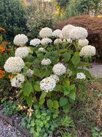 Mooie volle witte annabelle hortensia, Ophalen, Zomer, Overige soorten, Halfschaduw