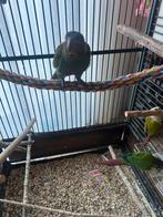 3 x half  tam en zeer tamme pyrrhura incl kooi toebehoren, Dieren en Toebehoren, Parkiet, Tam