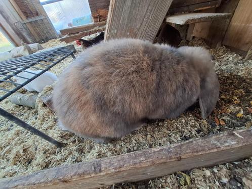 Frans hangoor, Dieren en Toebehoren, Konijnen, Groot, Mannelijk, 0 tot 2 jaar, Hangoor