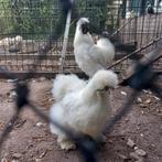 Zijdehoenders groot, Dieren en Toebehoren, Pluimvee, Geslacht onbekend, Kip