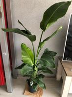 Strelitzia Nicolai, Huis en Inrichting, Kamerplanten, Ophalen, Overige soorten, 150 tot 200 cm