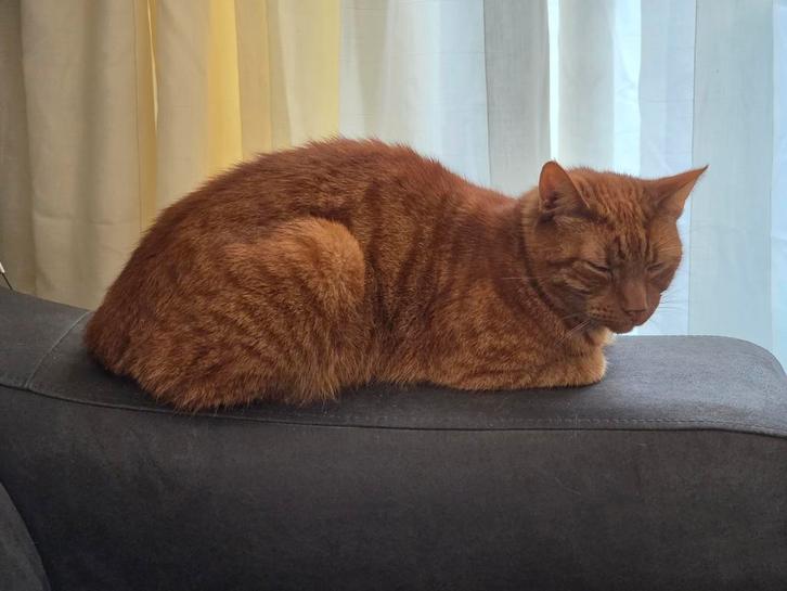 Rode kater zoekt nieuw huisje, Dieren en Toebehoren, Katten en Kittens | Raskatten | Korthaar, Kater, 3 tot 5 jaar, Gechipt, Ontwormd