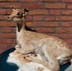 Vintage opgezet Hertje/ Ree-kalfje liggend, Verzamelen, Dierenverzamelingen, Ophalen of Verzenden, Gebruikt, Hert, Opgezet dier