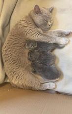 Britse korthaar kittens, Dieren en Toebehoren, Katten en Kittens | Raskatten | Korthaar, Meerdere dieren, Ontwormd