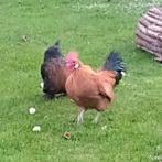 krielhaantje, klein, goudkleurig, Dieren en Toebehoren, Pluimvee, Mannelijk, Kip